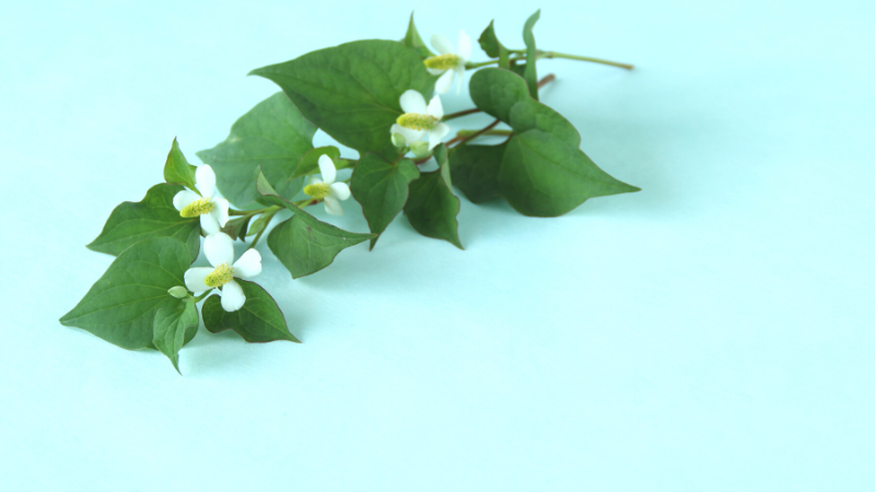 HEARTLEAF