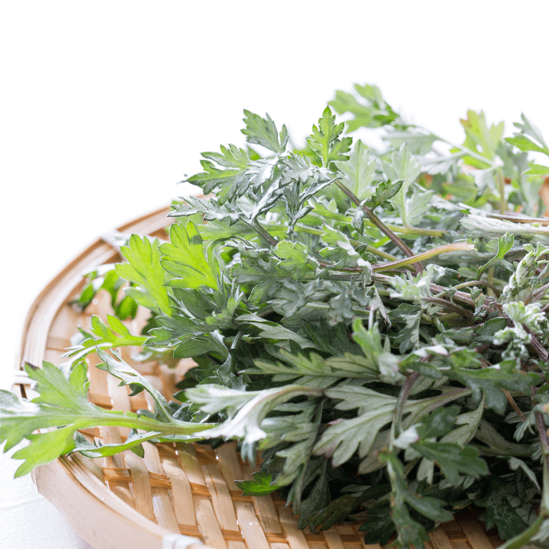 Best Korean Skincare CREAM Mugwort Cream I'm from