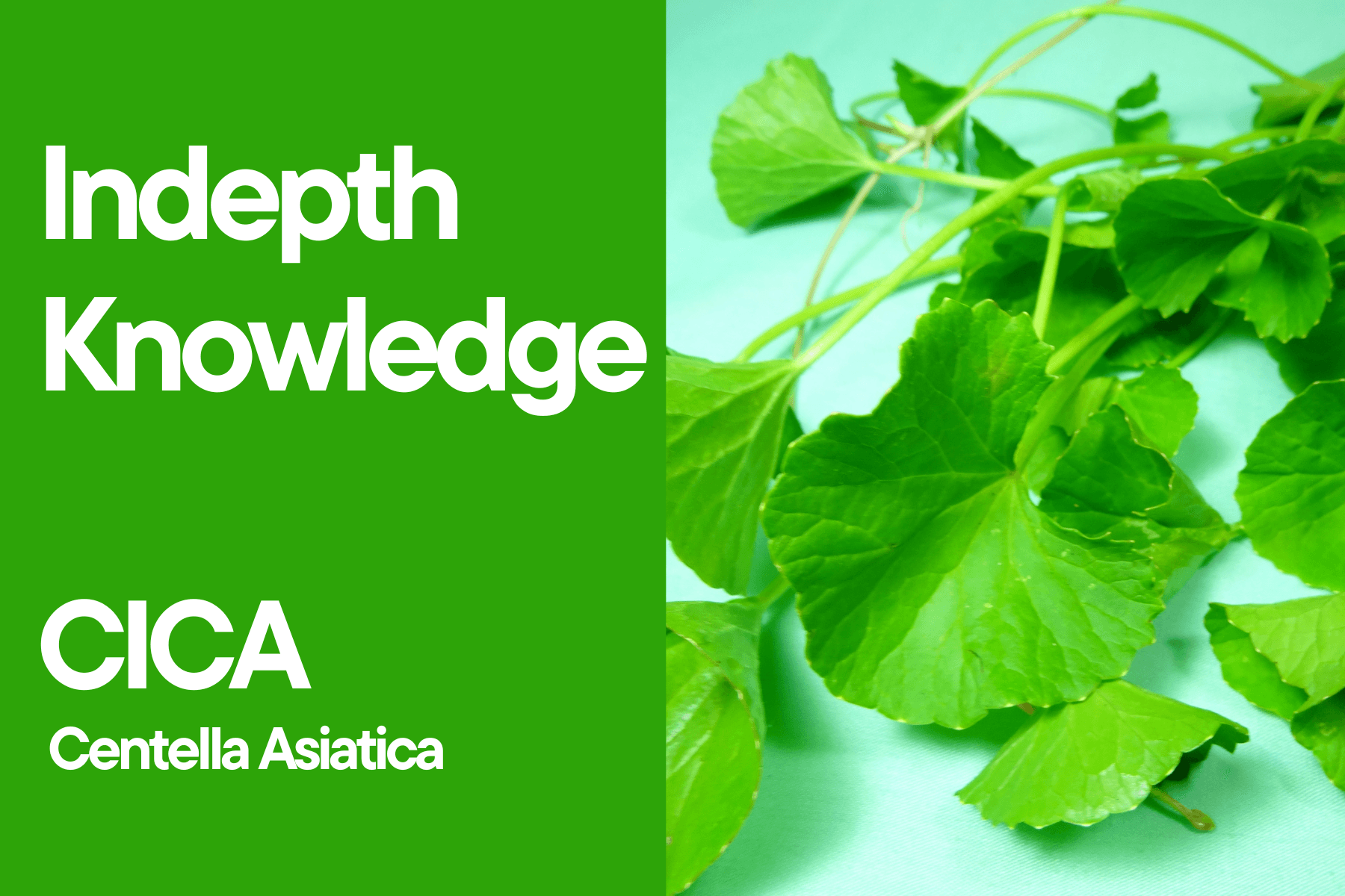 Indepth Knowledge CICA (Centella Asiatica) For Skincare – Best Korean ...