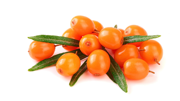 SEA BUCKTHORN