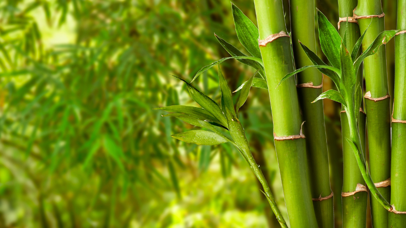 BAMBOO