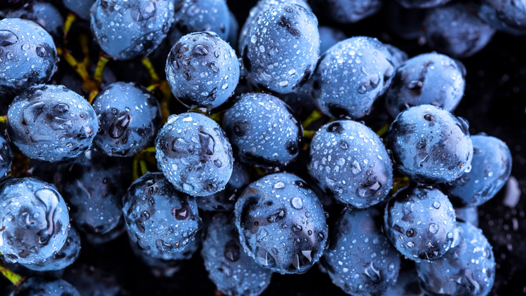 RESVERATROL