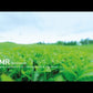 Green Tea Seed Hyaluronic Cream